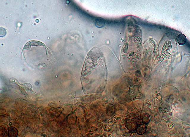 Psathyrella hirtosquamulosa   (Peck)   A. H. Smith